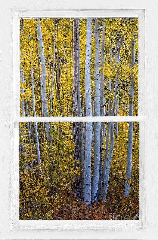 Window Poster featuring the photograph Golden Aspen Forest View Through White Rustic Distressed Window by James BO Insogna