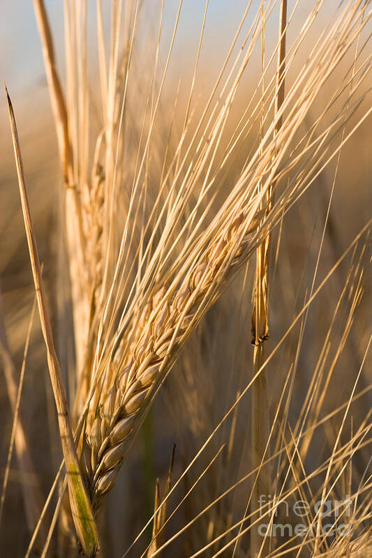 Agriculture Poster featuring the photograph Golden Grain by Cindy Singleton