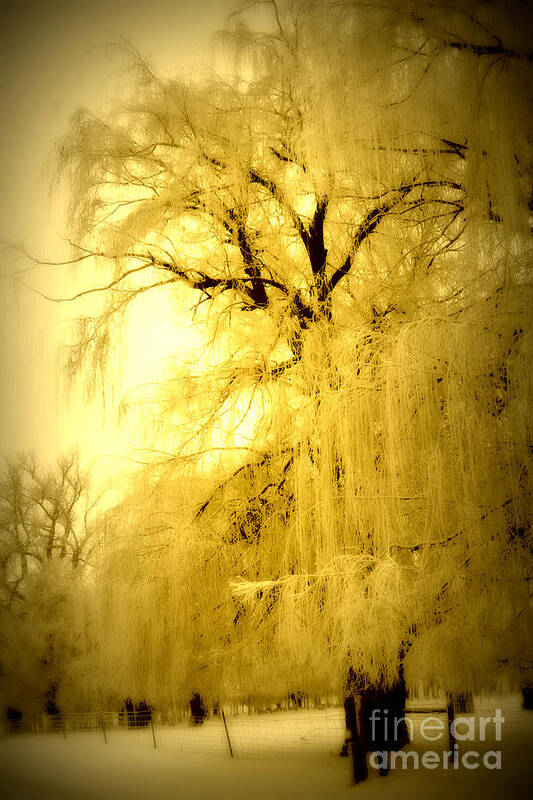 Winter Poster featuring the photograph Golden by Julie Lueders 