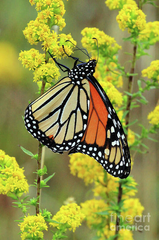 Goldenrod And The Monarch Poster featuring the photograph Goldenrod and the Monarch by Jennifer Robin