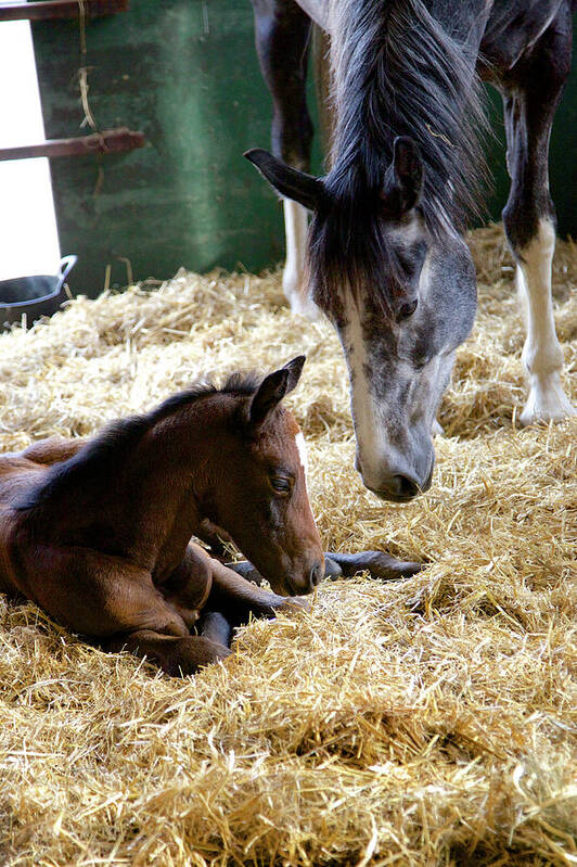 Horses Poster featuring the photograph Goodnight Whispers by Mark Egerton