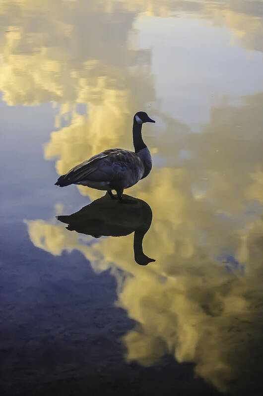 Goose Poster featuring the photograph Goose Silhouette 2 by Sherri Meyer