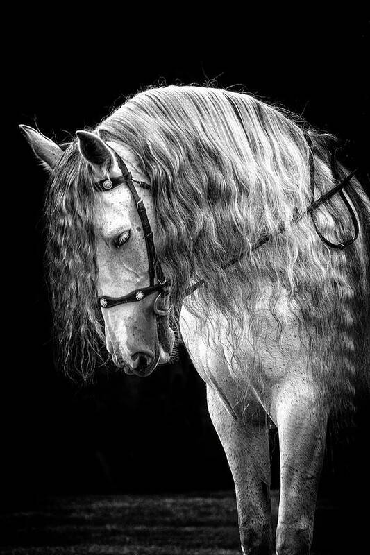 Gorgeous Andalusian Poster featuring the photograph Gorgeous Andalusian by Wes and Dotty Weber