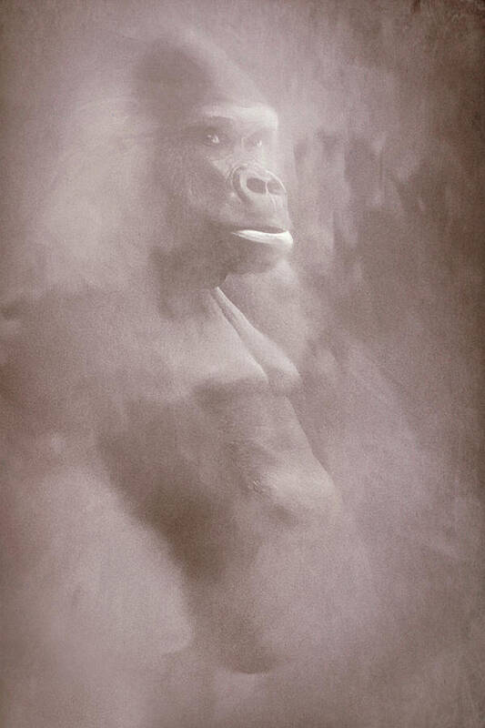 Gorilla Beringei Poster featuring the digital art Gorilla In The Mist 2 by Roy Pedersen