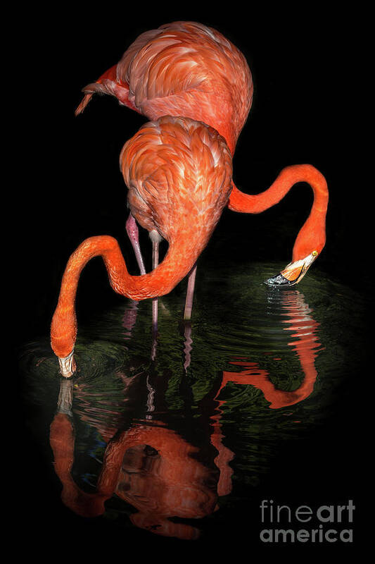 Fine Art Poster featuring the photograph Graceful Pink Flamingos Moving In Water by Liesl Walsh