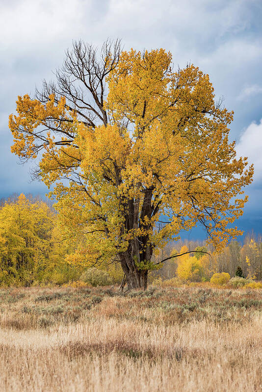 Fall Poster featuring the photograph Grand Old Tree by Chuck Jason