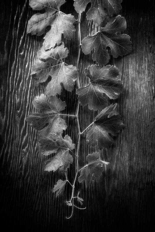 Black Poster featuring the photograph Grape Leaves on Wood in BW by YoPedro
