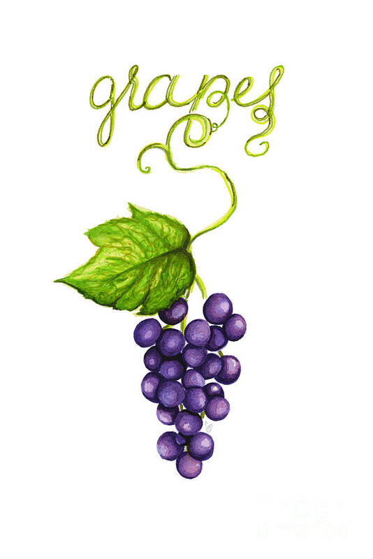 Grapes Poster featuring the painting Grapes by Cindy Garber Iverson