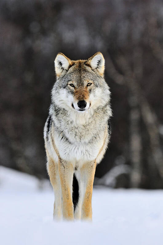 Mp Poster featuring the photograph Gray Wolf in the Snow by Jasper Doest