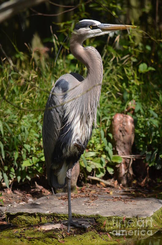 Great Blue Heron 16-02 Poster featuring the photograph Great Blue Heron 16-02 by Maria Urso