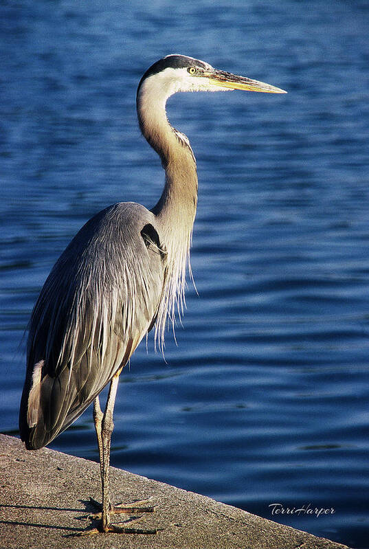 Great Blue Heron Poster featuring the photograph Great Blue Heron At Put-in-Bay by Terri Harper