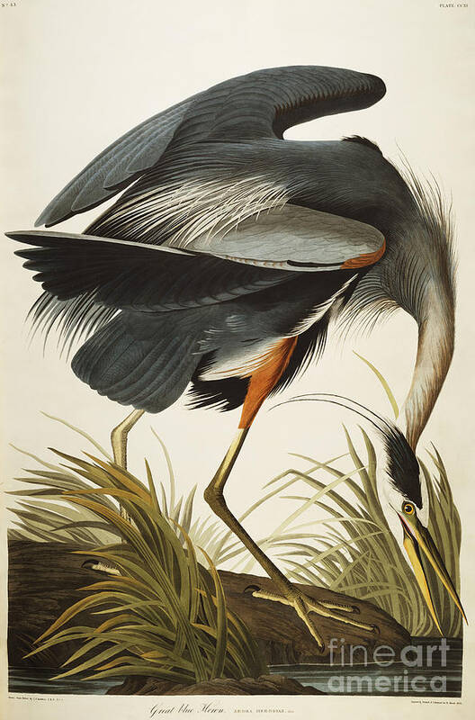 #faatoppicks Poster featuring the drawing Great Blue Heron by John James Audubon