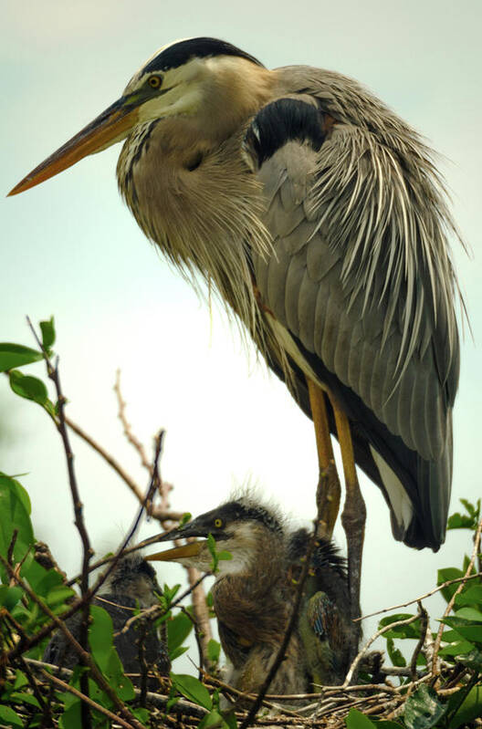 Delray Beach Poster featuring the photograph Great Blue Heron with offspring by Wolfgang Stocker