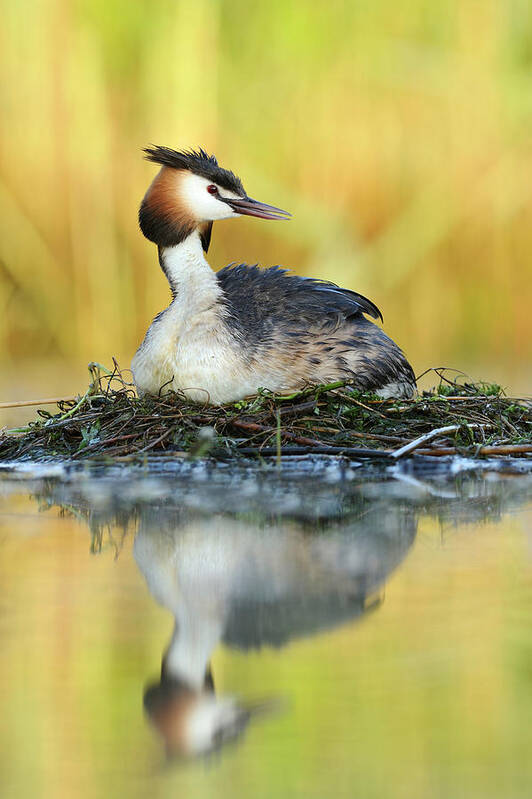 70015143 Poster featuring the photograph Great Creasted Grebe on Nest by Jasper Doest