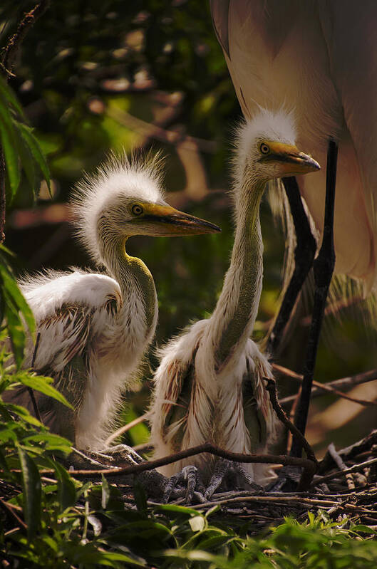 Florida Poster featuring the photograph Great Egret Chicks by Dick Hudson