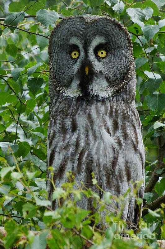 Great Grey Owl Poster featuring the photograph Great Grey Owl - Surprised by Phil Banks