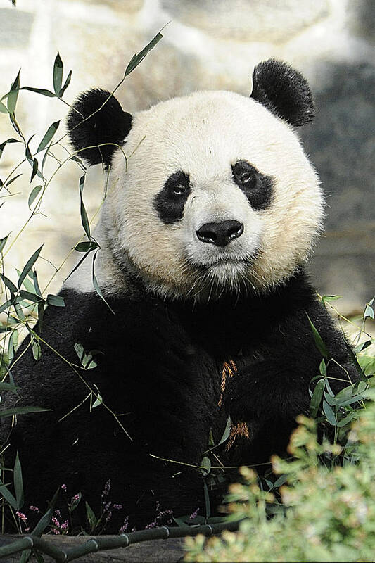 Panda Poster featuring the photograph Great Panda II by Keith Lovejoy