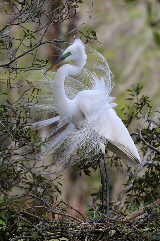 Great White Egret Poster featuring the photograph Great White Egret IV by Carol Montoya