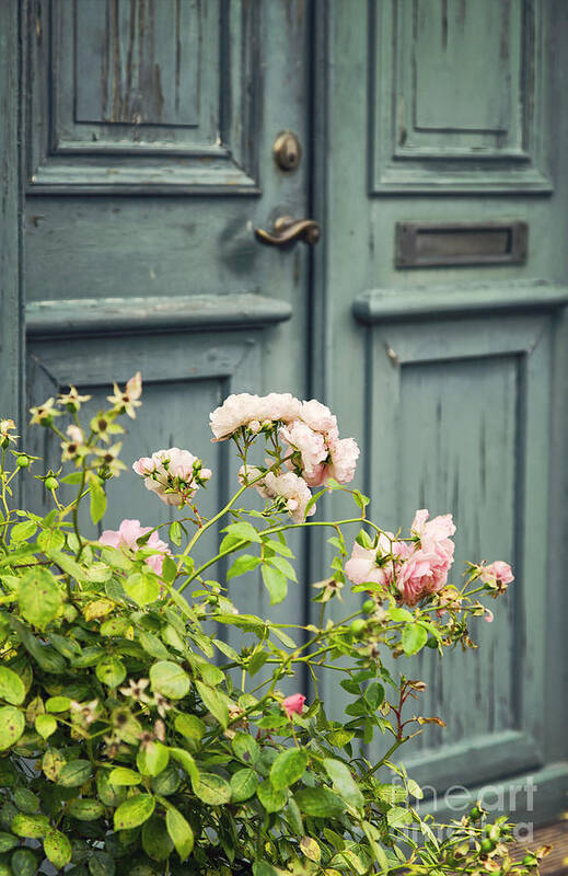 Green Poster featuring the photograph Green door with rosebush by Sophie McAulay