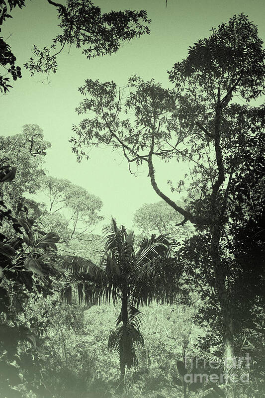 Prott Poster featuring the photograph Green Jungle by Rudi Prott