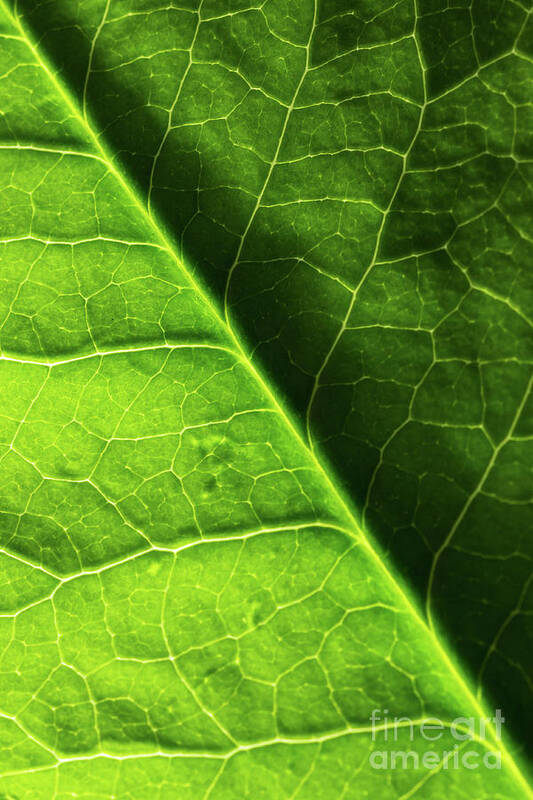 Leaf Poster featuring the photograph Green Leaf Veins by Ana V Ramirez