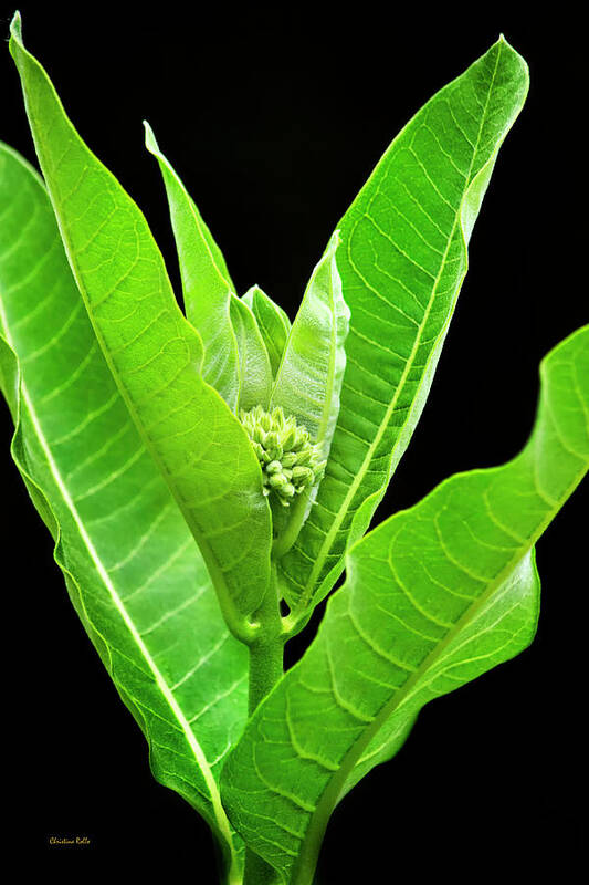 Milkweed Poster featuring the photograph Green Milkweed Plant Art by Christina Rollo