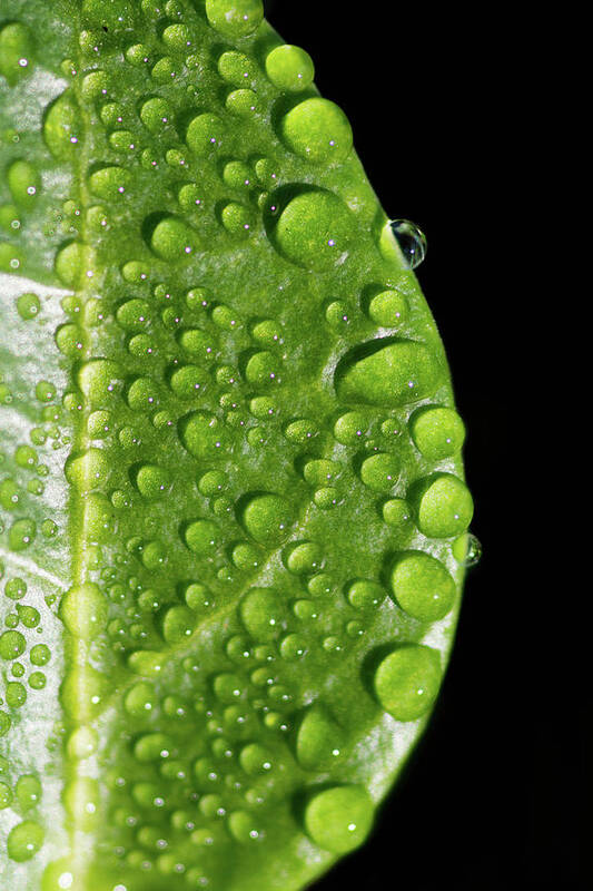 Green Rain Drops Poster featuring the photograph Green Rain Drops by Crystal Wightman
