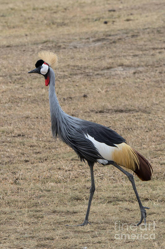 Cranes Poster featuring the photograph Grey Crowned Crane in the Wild by Pravine Chester