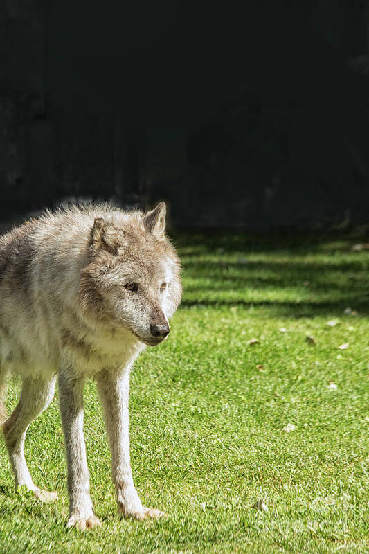 Activity Poster featuring the photograph Grey wolf by Patricia Hofmeester