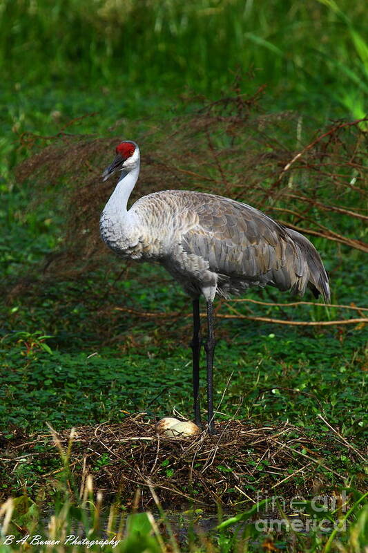 Sandhill Crane Poster featuring the photograph Guarding the nest by Barbara Bowen