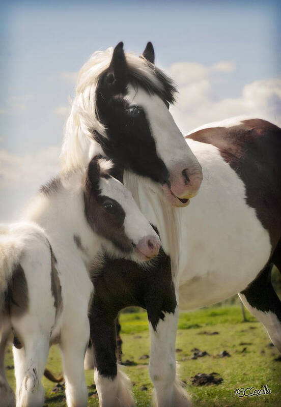Gypsy Vanner Poster featuring the photograph Gypsy Mare and Foal by Elizabeth Vieira