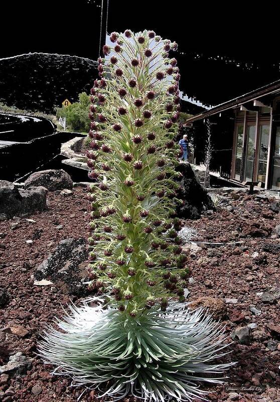 Maui Poster featuring the photograph Haleakala Silversword by Diane Lindon Coy