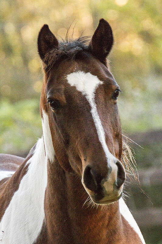 Brown Poster featuring the photograph Happy Horse by Suanne Forster