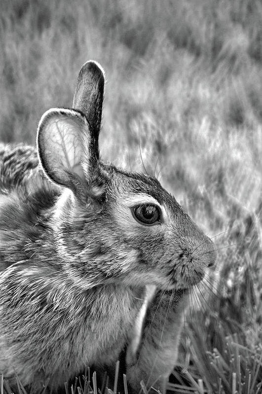 Hare Poster featuring the photograph Hare by Jamieson Brown