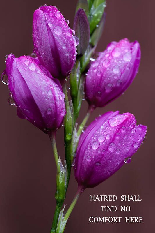 Flowers Poster featuring the photograph Hatred Shall Find No Comfort Here by Mark Alder