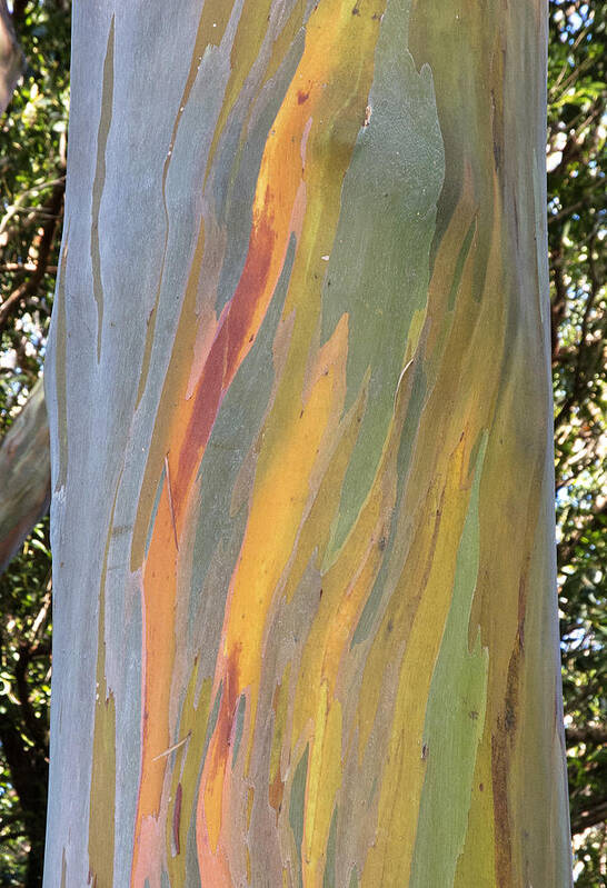 Outdoors Poster featuring the photograph Hawaiian Rainbow Tree by Doug Davidson