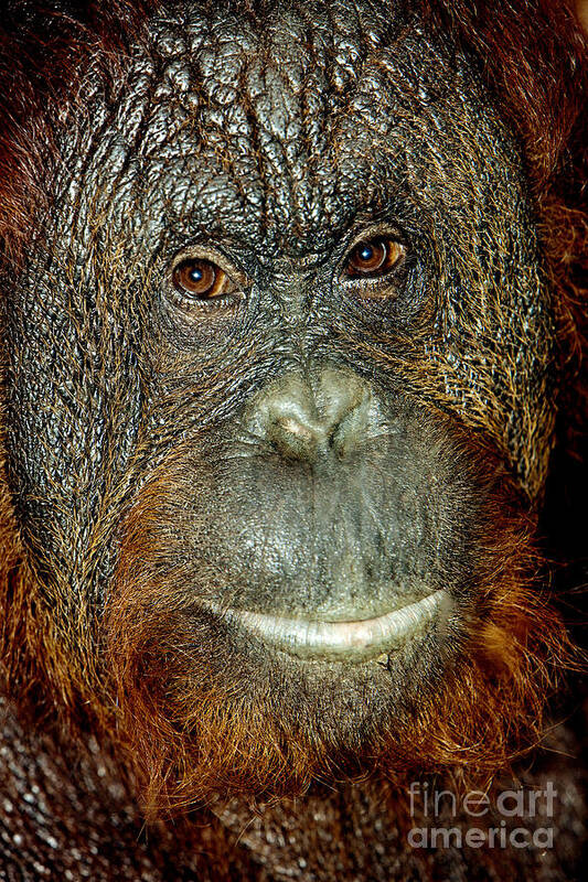 Adult Poster featuring the photograph Head Close-up Of A Male Orang Utan by Gerard Lacz