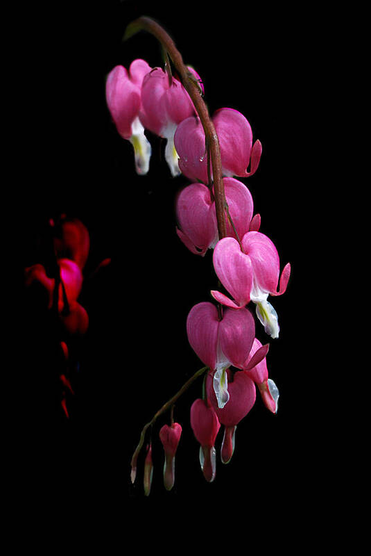 Flowers Poster featuring the photograph Hearts in the Dark by Sue Capuano