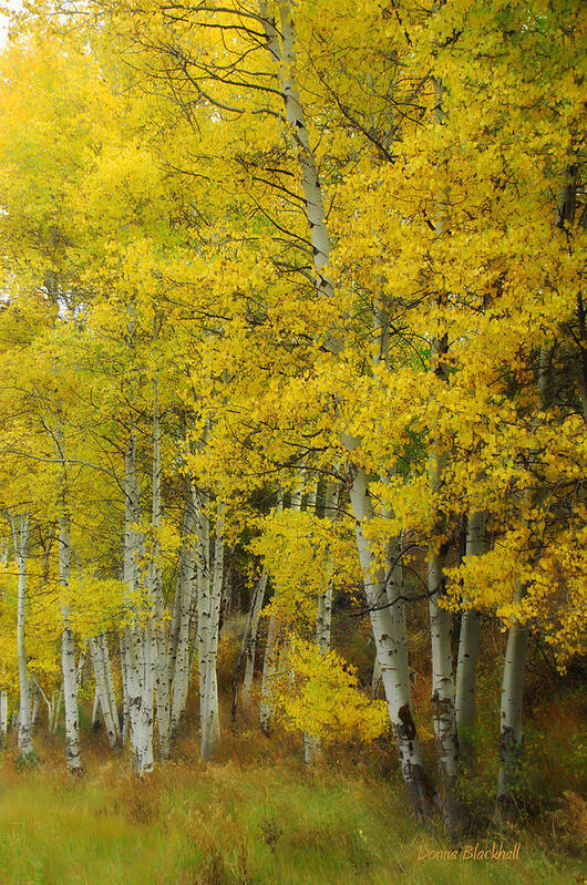 Birch Trees Poster featuring the photograph Heavenly Light by Donna Blackhall
