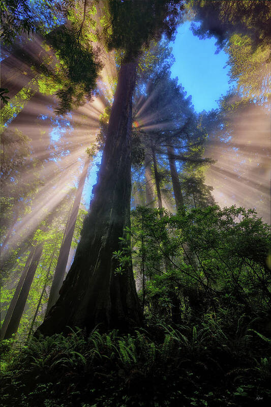 Redwoods Poster featuring the photograph Heavenly Light Rays by Greg Norrell