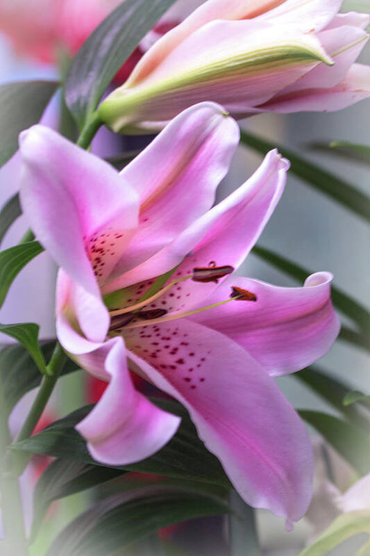 Lily Poster featuring the photograph Heavenly Pink Lily by Carol Senske