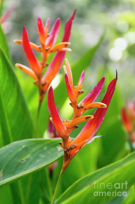 Heliconia Poster featuring the photograph Heliconia Psittacorum by Eddie Yerkish