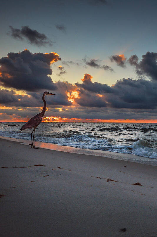 Palm Poster featuring the photograph Heron Sunrise Vertical by Michael Thomas
