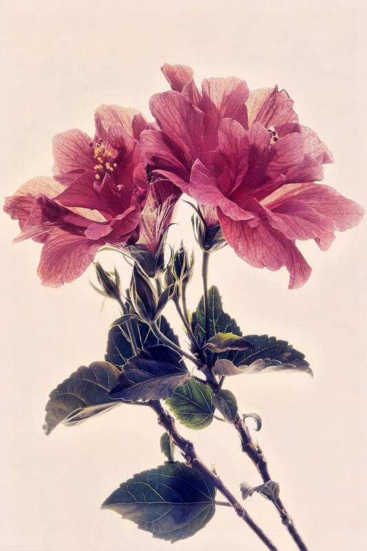 Hibiscus Poster featuring the photograph Hibiscus Heaven by Leda Robertson