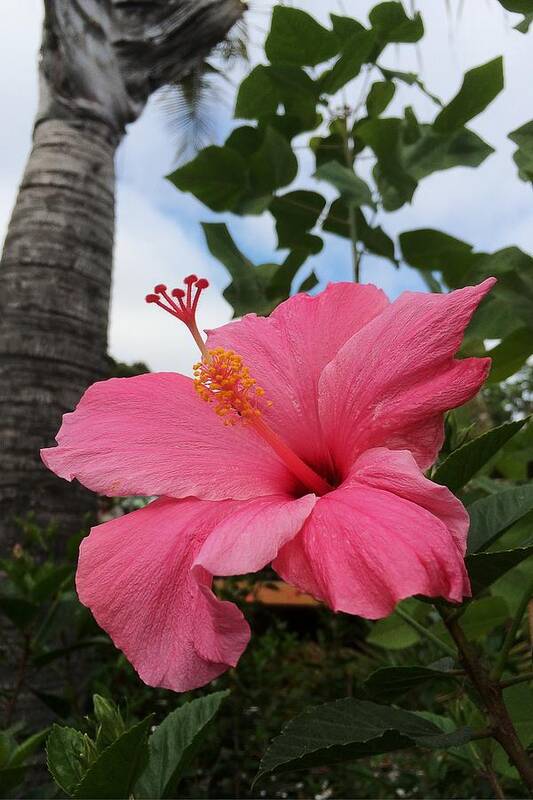 Hibiscus Poster featuring the photograph Hibiscus S D Z 1 by DiDesigns Graphics