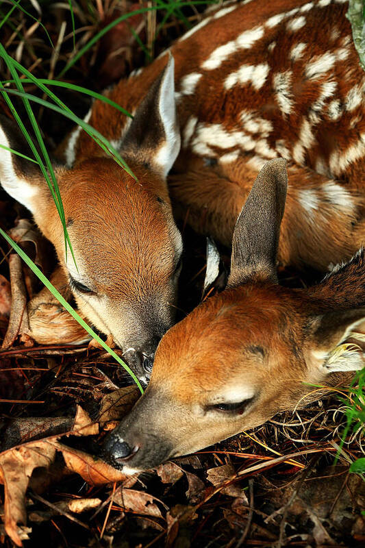 Fawns Poster featuring the photograph Hiding Twin Whitetail Fawns by Michael Dougherty