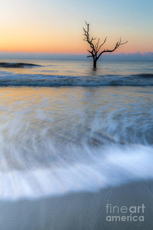 Tree Poster featuring the photograph High Water by Harry B Brown