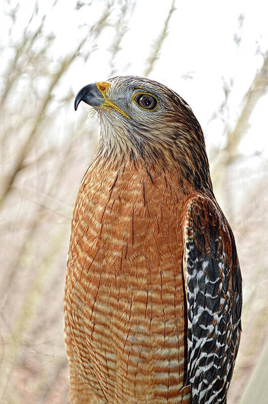 Raptor Poster featuring the photograph His Majesty by Jason Bohannon