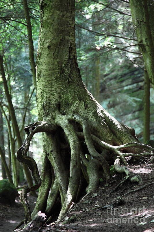 Trees Poster featuring the photograph Hold on to me. by Amanda Barcon