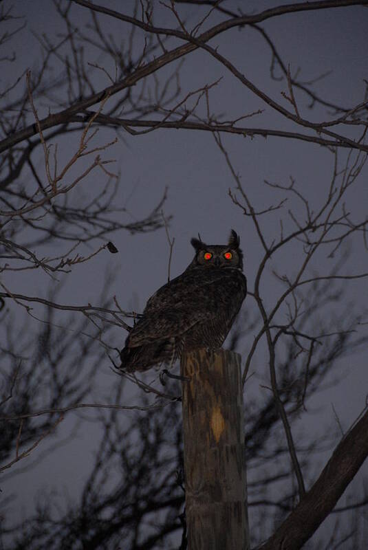 Great Horned Owl Poster featuring the photograph Holloween Owl by Bill Hyde